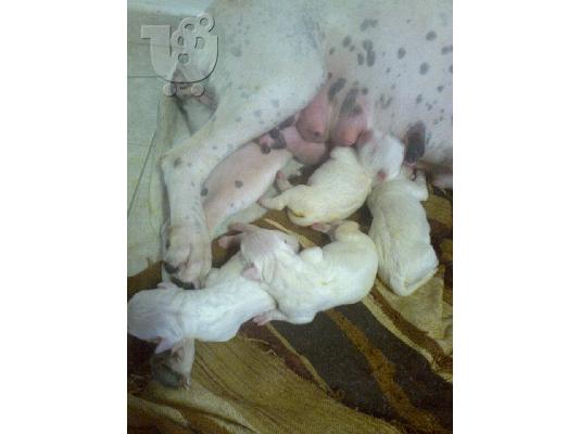 Dogo Argentino Θηλυκο 2 μηνων εμβολιασμενο.