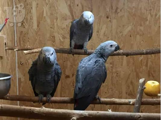 PoulaTo: 5 διαφορετικά κουτιά μπισκότα Oreo για πώληση
