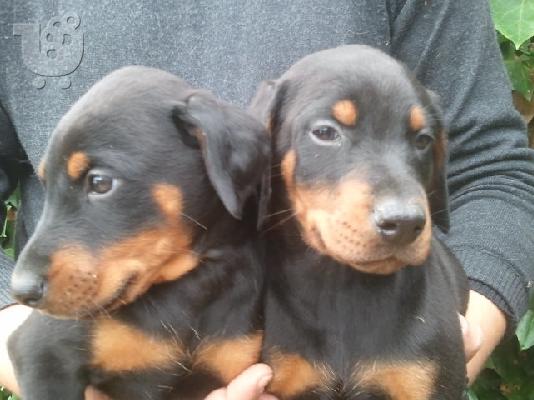 PoulaTo: Doberman Arseniká kai thilyká