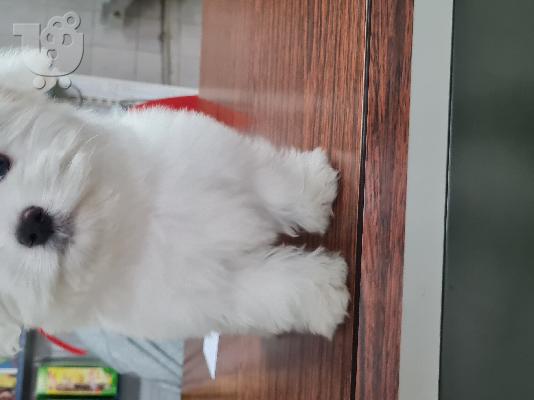 Coton De Tulear - Κοτόν Ντε Τουλεάρ