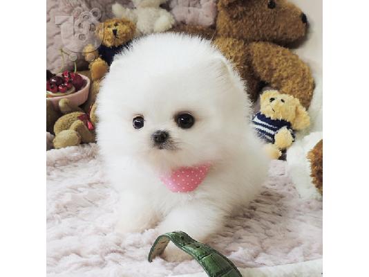 PoulaTo: Pomeranian κουτάβια