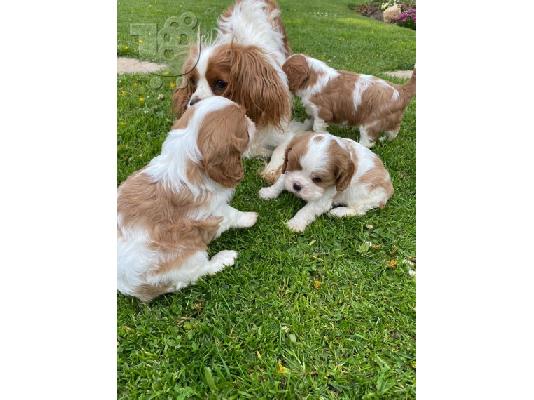 PoulaTo: υπέροχα κουτάβια King Charles Spaniel