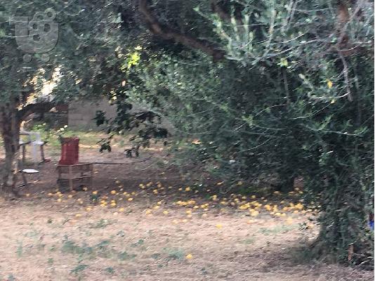 Πώληση οικοπέδου στον Κάτω Αλισσό Αχαίας