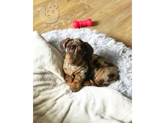 Dachshund Puppies