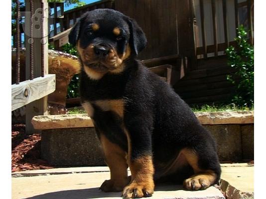 PoulaTo: Προσιτά κουτάβια Rottweiler
