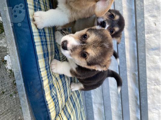 Αξιολάτρευτο Ουαλικό Corgi Pembroke
