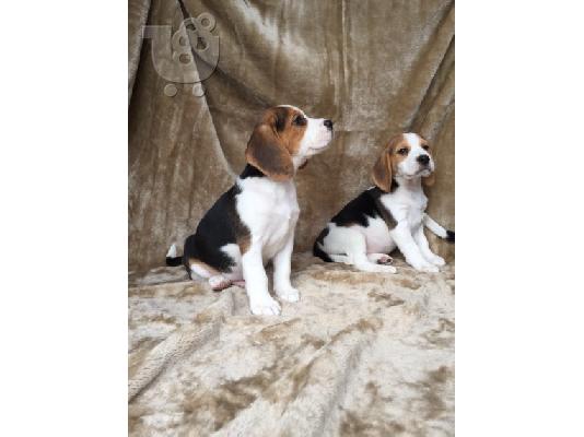Πανέμορφα εγγεγραμμένα κουτάβια Beagle Kc