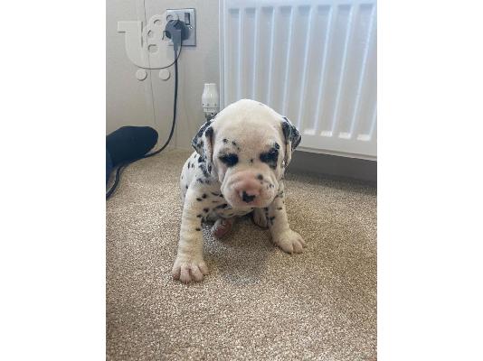 PoulaTo: Dalmatian Pups forsale