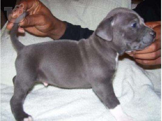 X μάζα αμερικανικό pit bull terrier
