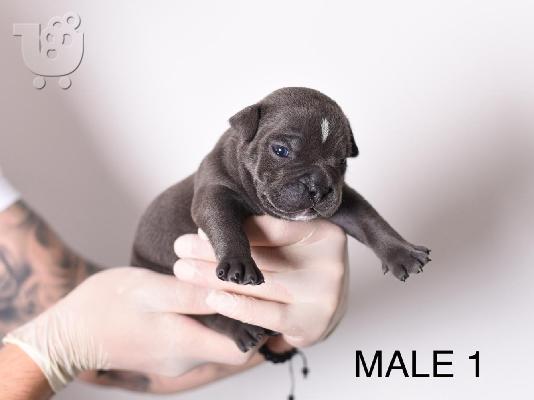 Pocket Micro American Bully κουτάβια
