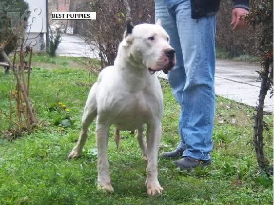 DOGO ARGENTINO