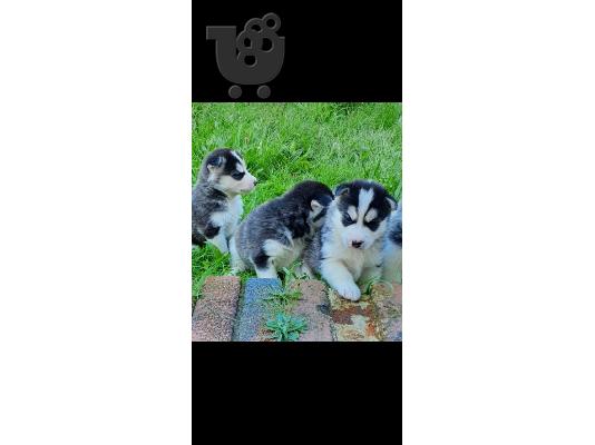 PoulaTo: Siberian husky puppy for sale