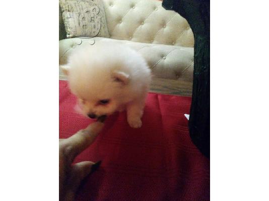 Δύο ωραία T-Cup Pomeranian Puppies