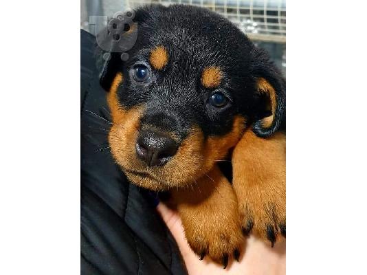 Όμορφα υγιή κουτάβια ROTTWEILER