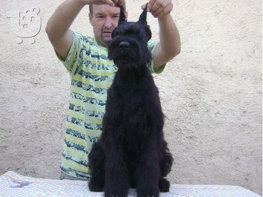 Πωλούνται κουτάβια Schnauzer Γίγας