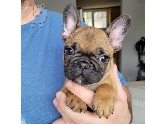 PoulaTo: French bulldog red
