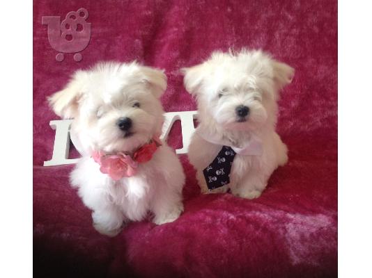 Lovely Maltes Pups Πλήρως δοκιμασμένο για την υγεία