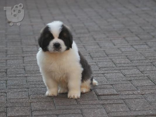 Τα κουτάβια Saint Bernard είναι διαθέσιμα