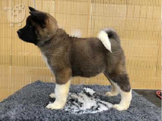 ΚΑΤΑΠΛΗΚΤΙΚΑ ΥΠΗΡΕΣΙΑ ΑΚΙΤΑ PUPPIES SVSILABLE