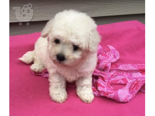 Maltipoo Puppies