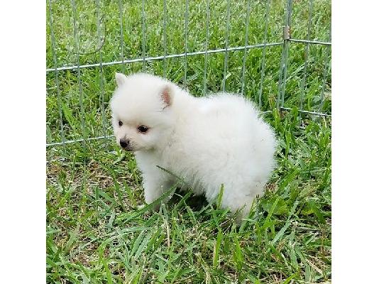 Αγόρι και κορίτσι Kc Pomeranians. Kc pomeranians
