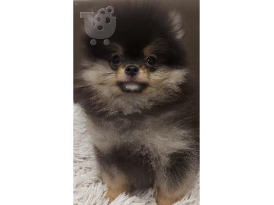 Pomeranians Boo κουτάβια
