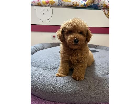 Κόκκινο Toy Poodle