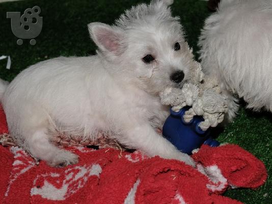 PoulaTo: Δυτικά Highland Terrier κουτάβια