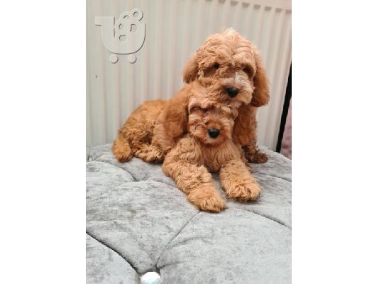 Πωλούνται αρσενικά και θηλυκά κουτάβια cavapoo