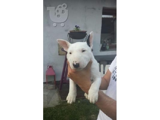 Εξοπλισμός Κήπου Έπιπλα Κουβαράς Κήπου Κουβαράς Garden Equipment Garden Furniture Kouvaras...