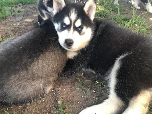 PoulaTo: Μπλε μάτια Σιβηρικό χάσκυ [ Siberian Husky]