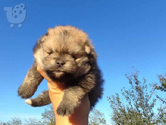 Pomeranian κουτάβια