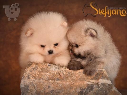 PoulaTo: Pui de rasă Pomeranian Boo