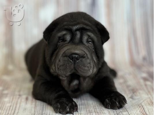PoulaTo: Shar pei - Σαρ Πέι