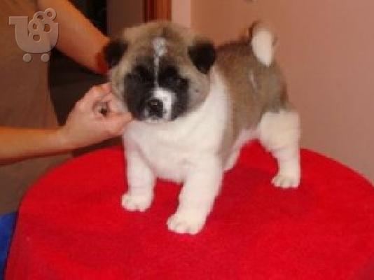 Muški i ženski Akitas kontaktirajte me putem (whatsapp 32460219218) ili (viber 23767957165...