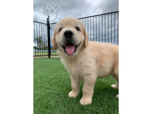 κουτάβια Golden Retriever