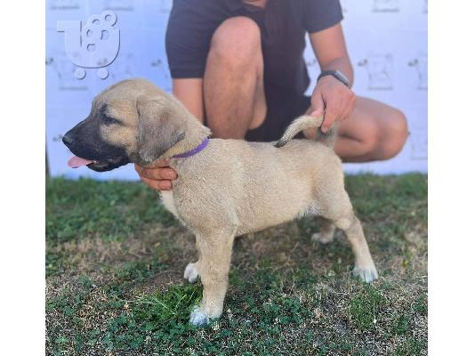 Τουρκικό Kangal κουτάβια προς πώληση
