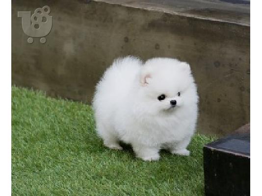 PoulaTo: Σούπερ Pomeranian κουτάβια τώρα διαθέσιμα