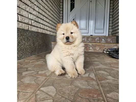Chow chow αρσενικά