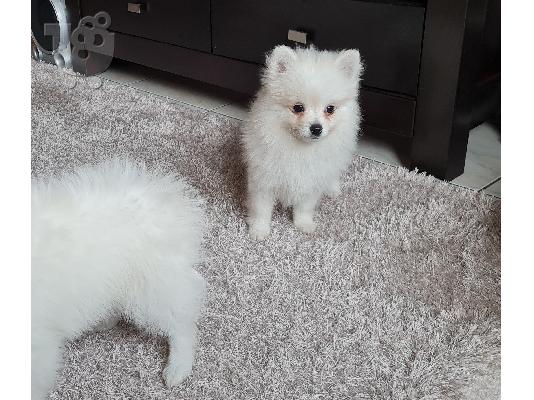 PoulaTo: Spitz mini white