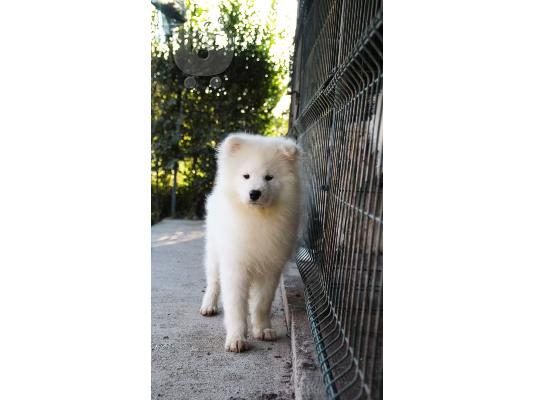 Samoyed κουτάβια