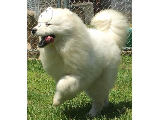 Samoyed όμορφο κουτάβι