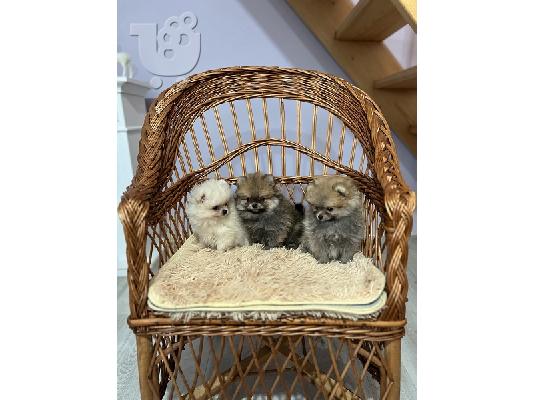 Pomeranians, κουτάβια κορυφαίων γραμμών αίματος και ομορφιάς...