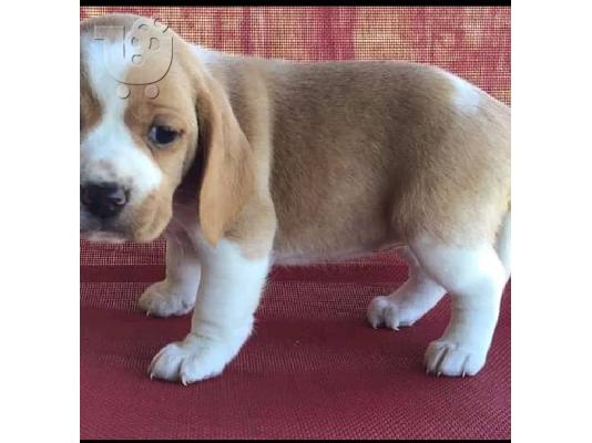 Διαθέσιμα όμορφα κουτάβια Beagle