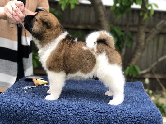 όμορφο αρσενικό και θηλυκό Akita