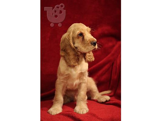 PoulaTo: Cocker Spaniel - Κόκερ Σπάνιελ