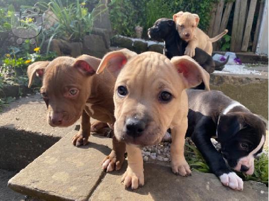 Pitbull