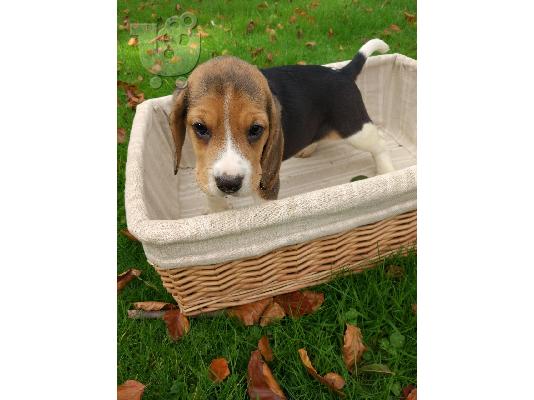 PoulaTo: Beagle κουτάβια προς πώληση