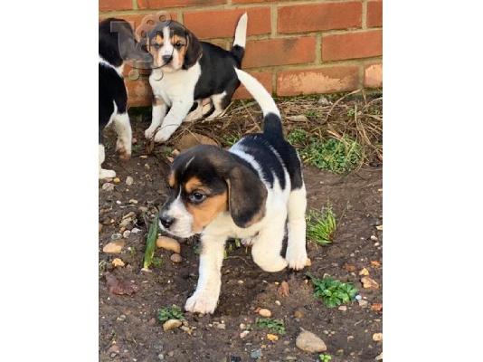 PoulaTo: Κουτάβια Beagle Tricolor