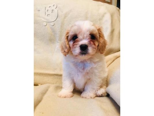 PoulaTo: Διαθέσιμα χαριτωμένα κουτάβια Cavachon.